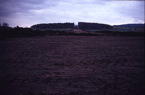 Schneise im Waldstück